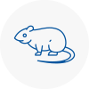 Rat Control Whitechapel